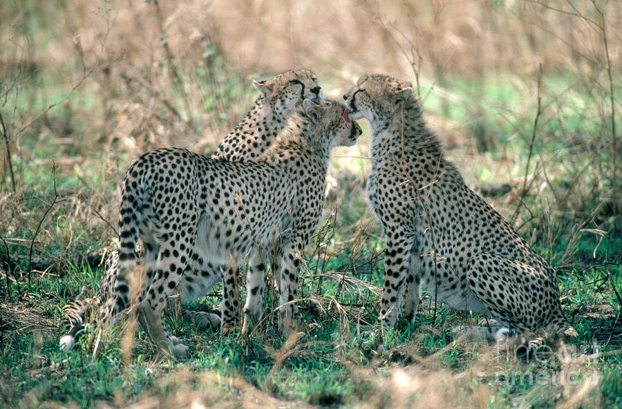 Cheetah Acinonyx Jubatus Siblings Photograph by Gregory G. Dimijian, M.D.