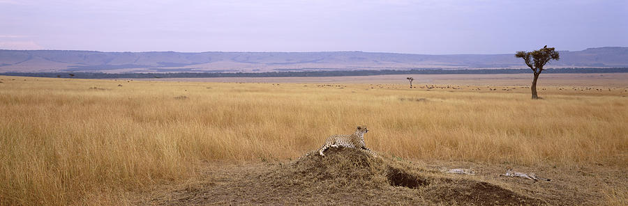 Horizontal Photograph - Cheetah Acinonyx Jubatus Sitting by Animal Images Horizontal Photograph - Cheetah Acinonyx Jubatus Sitting by Animal Images