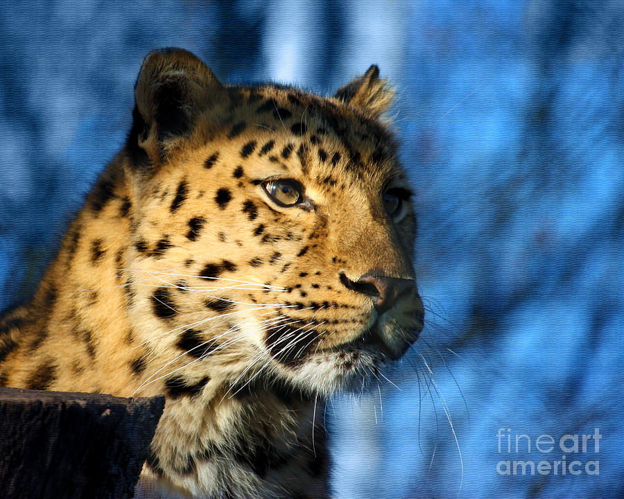 Cheetah Acinonyx jubatus Photograph by Terri Waters