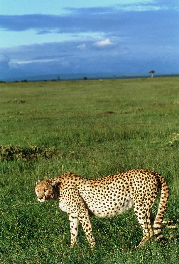 Wildlife Photograph - Cheetah (acinonyx Jubatus) Walking In Grassland by William Ervin/science Photo Library