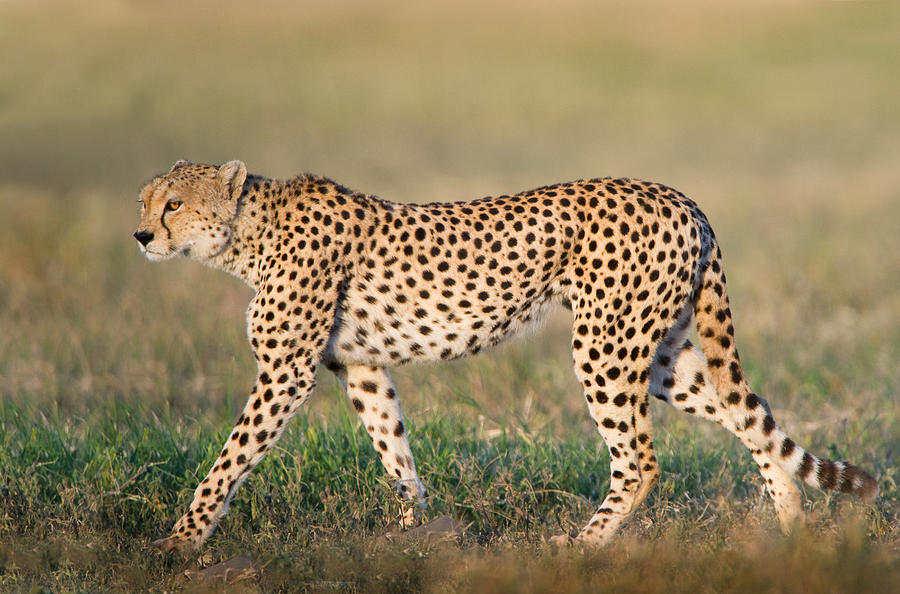 Cheetah Acinonyx Jubatus Walking Photograph By Panoramic Images - Fine 