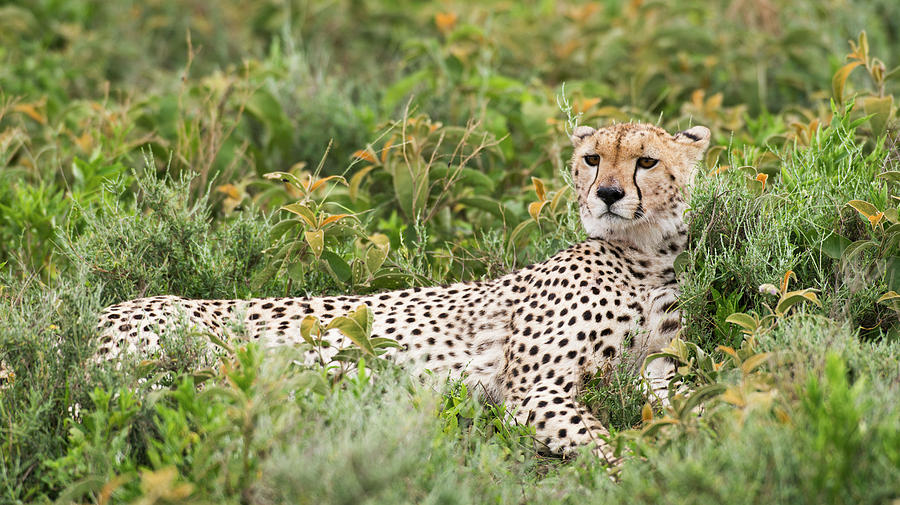 Cheetah  Acinonyx Jubatus  With Head Photograph by Kenneth Whitten