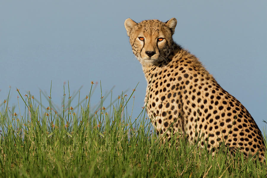 Cheetah Photograph - Cheetah by Alessandro Catta