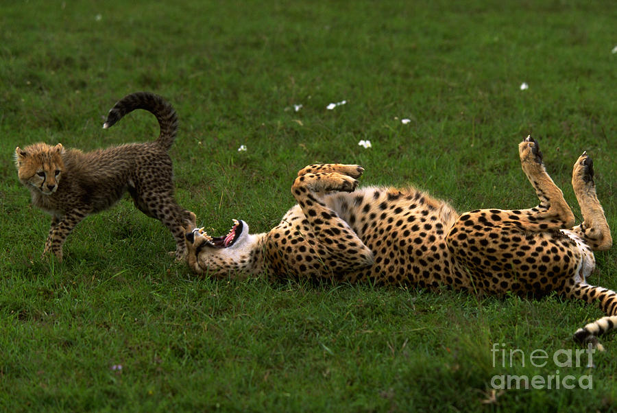 Cheetah And Cub At Play Photograph by Art Wolfe