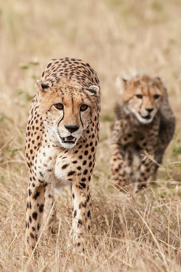 Cheetah And Cub Photograph by Ken Petch