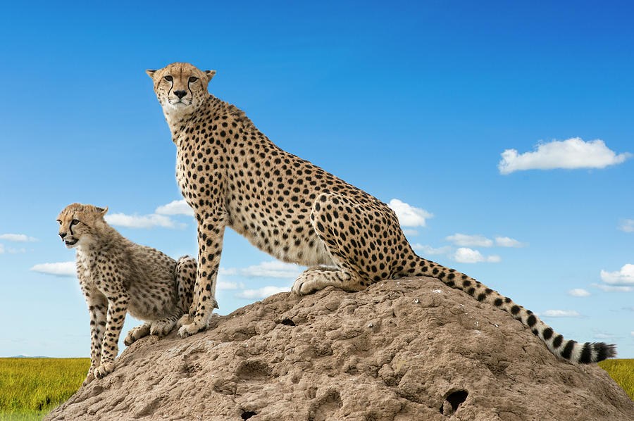 Cheetah And Cub On A Termite Mound Photograph by Mike Hill