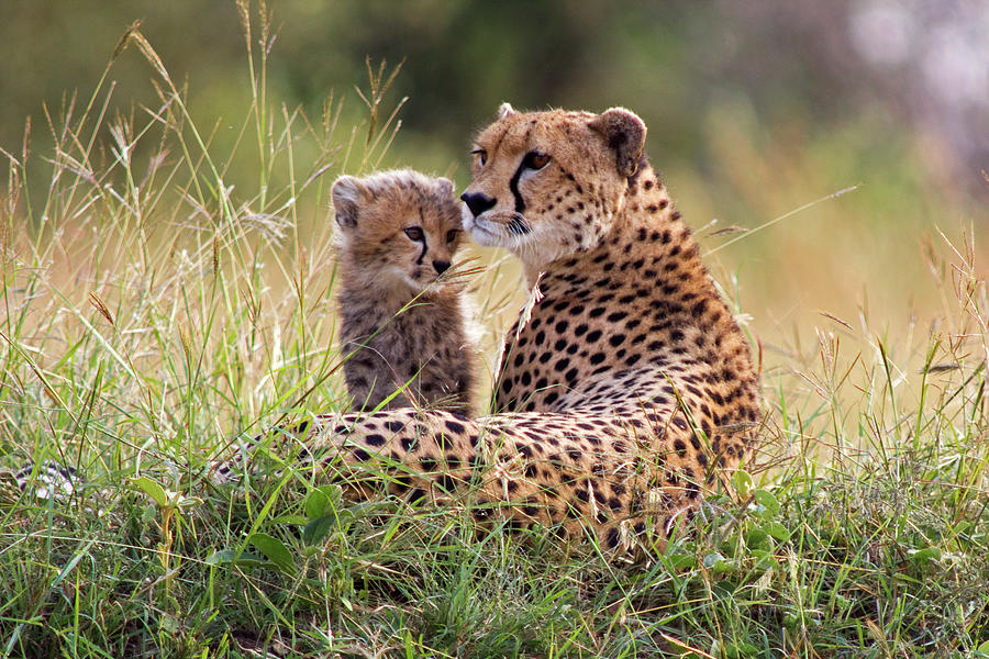Cheetah And Cub Photograph by Wldavies