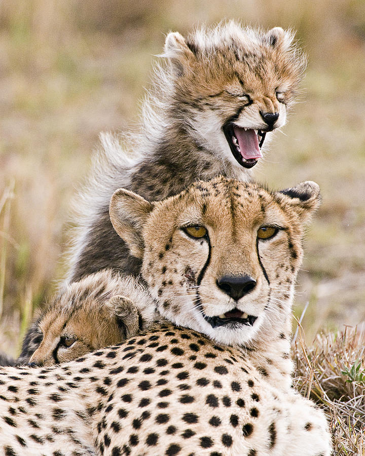 Cheetah and young cubs in forest Photograph by Copyright@JGovindaraj