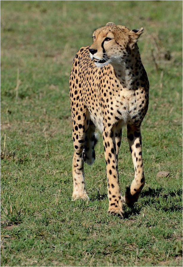 Cheetah Approach Photograph by Tom Wurl