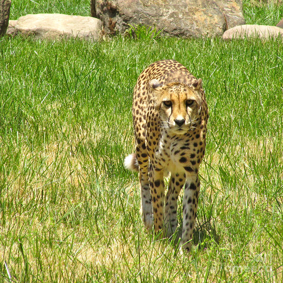 Nature Photograph - Cheetah Approaching by CML Brown