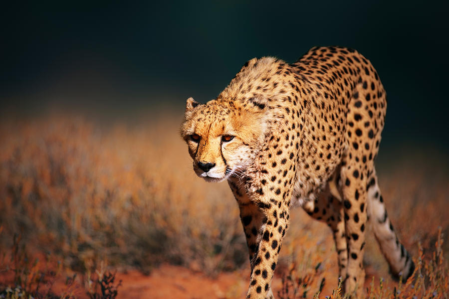 Cheetah Photograph - Cheetah approaching from the front by Johan Swanepoel