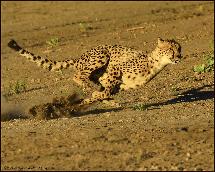 Cheetah at full run Photograph by LeeAnn McLaneGoetz McLaneGoetzStudioLLCcom