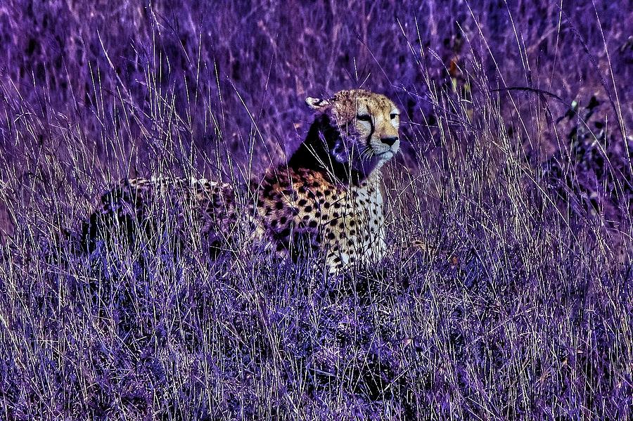 Cheetah at Masai Mara Game Reserve in Kenya Photograph by Paul James Bannerman