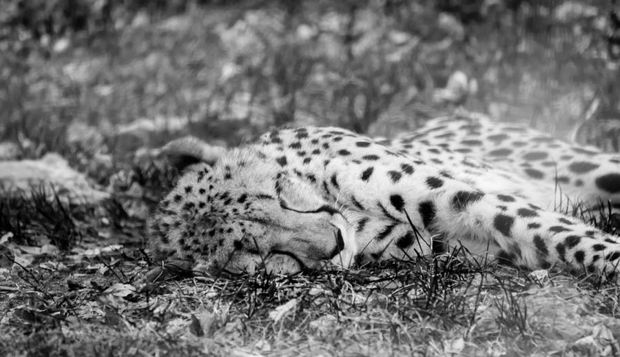 Cheetah at Rest Photograph by Tracy Winter