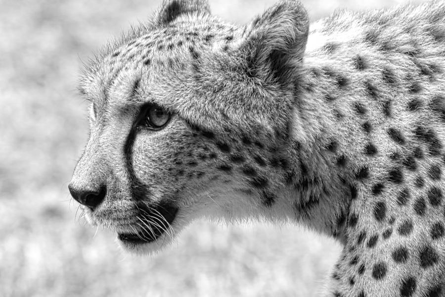Cheetah Photograph - Cheetah Black and White by Steve McKinzie.