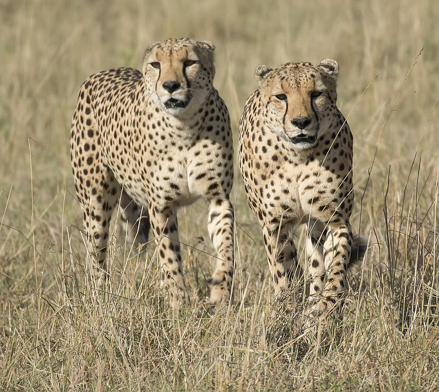 Cheetah Brothers #2 Photograph by Wade Aiken