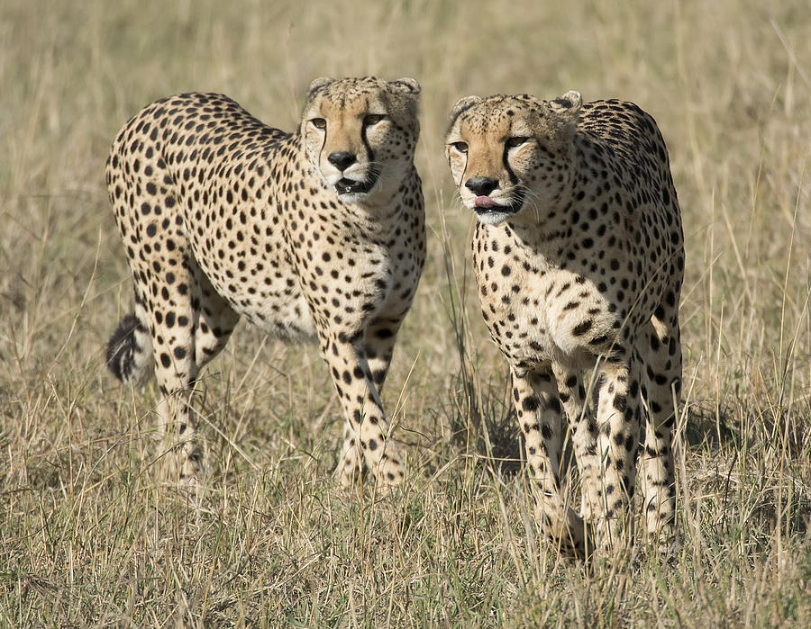 Cheetah Brothers Photograph by Wade Aiken