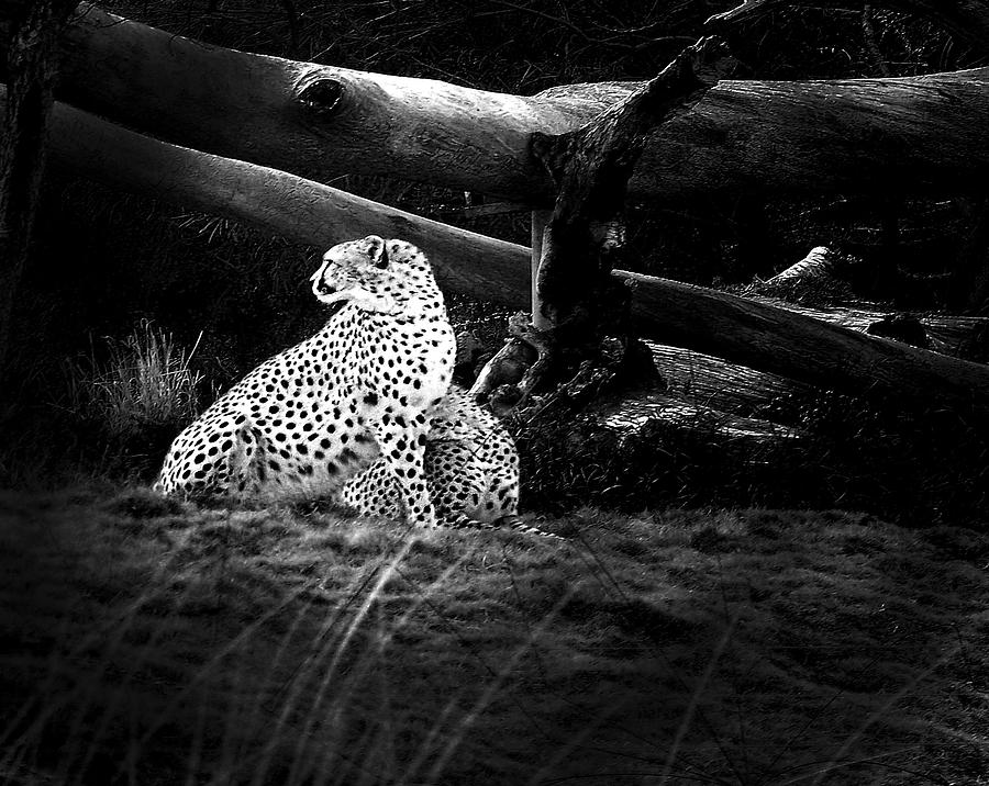 Wildlife Photograph - Cheetah by Camille Lopez