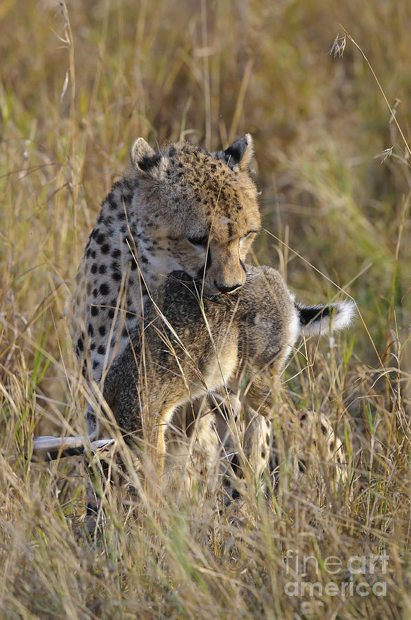 Cheetah Carrying Its Prey Photograph by John Shaw