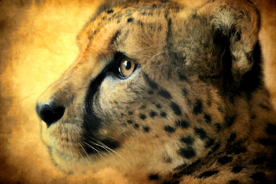 Cheetah Cat Photograph by Athena Mckinzie