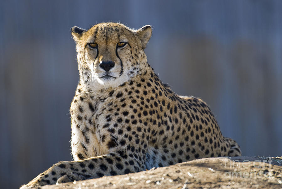 Cheetah Photograph by Juli Scalzi