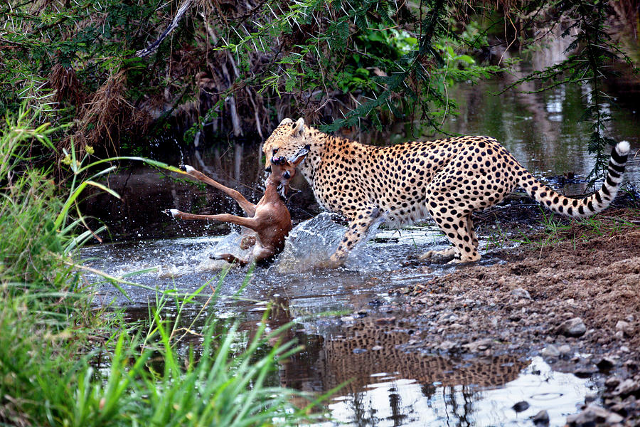 Cheetah Catching Prey In The Serengeti Photograph by Nicolamargaret
