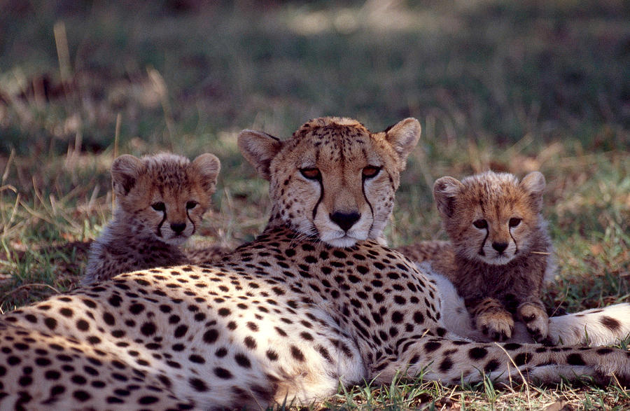 Cheetah Photograph by Charles Angelo