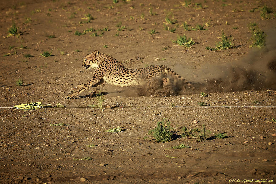 Cheetah Chase Photograph by LeeAnn McLaneGoetz McLaneGoetzStudioLLCcom