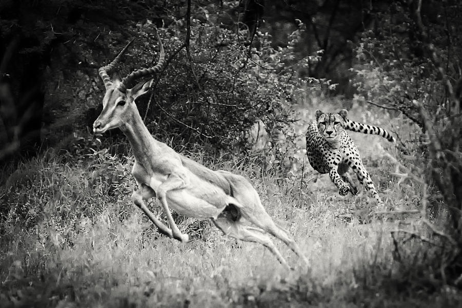 Cheetah chase Photograph by Stu Porter