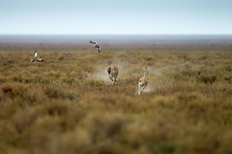 Cheetah Chases Gazelle, Ngorongoro Photograph by Paul Souders