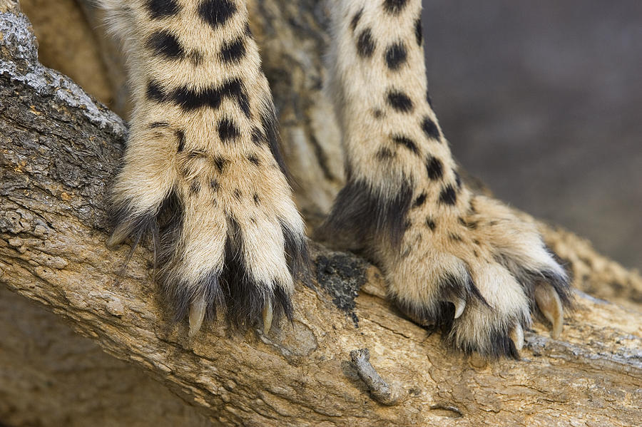 Лапа гепарда фото
