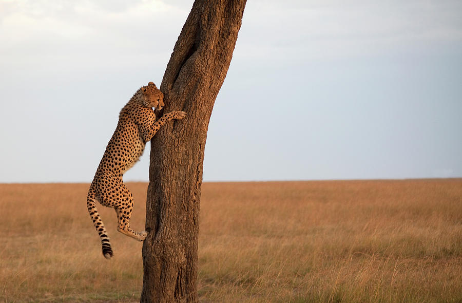 Cheetah Climbing A Tree Photograph by Grant Faint