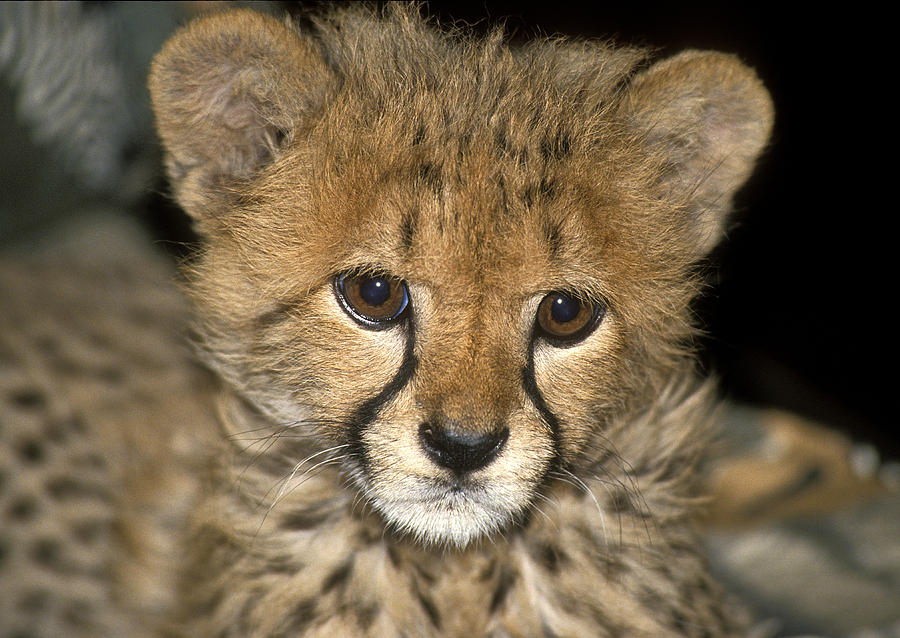 Cheetah Cub Acinonyx Jubatus Photograph by G Ronald Austing