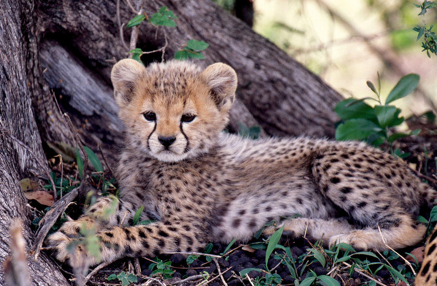 Cheetah Cub Acinonyx Jubatus Photograph by Mary Beth Angelo