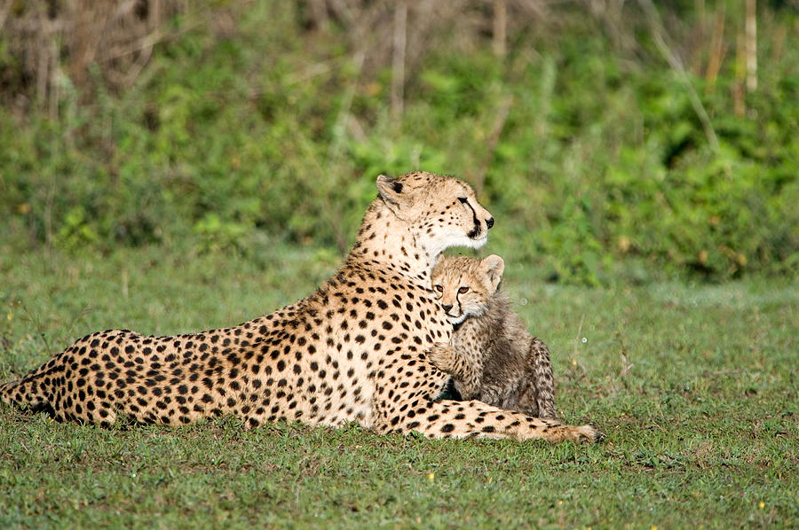 Cheetah Cub Acinonyx Jubatus Playing Photograph by Panoramic Images