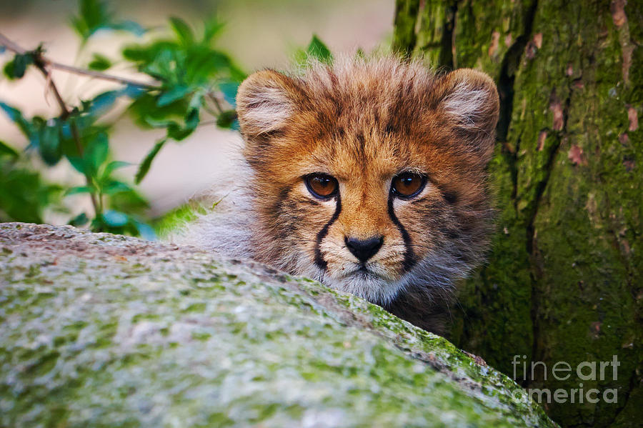 Cheetah cub behind a rock Photograph by Nick  Biemans