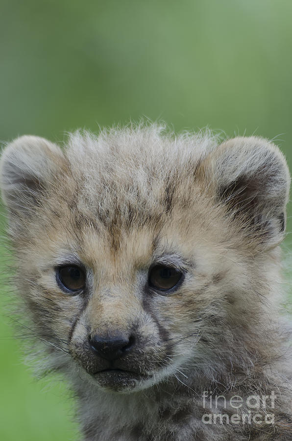 Cheetah Cub Photograph