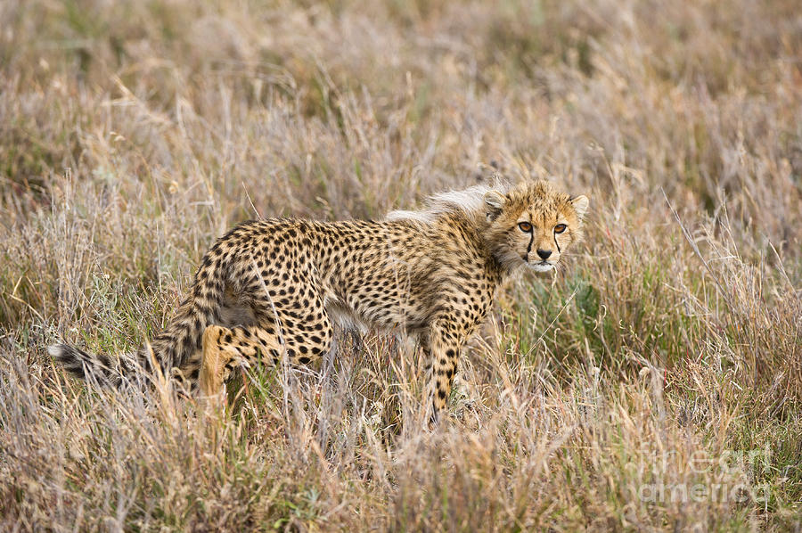 Cheetah Cub Photograph by Daryl & Sharna Balfour