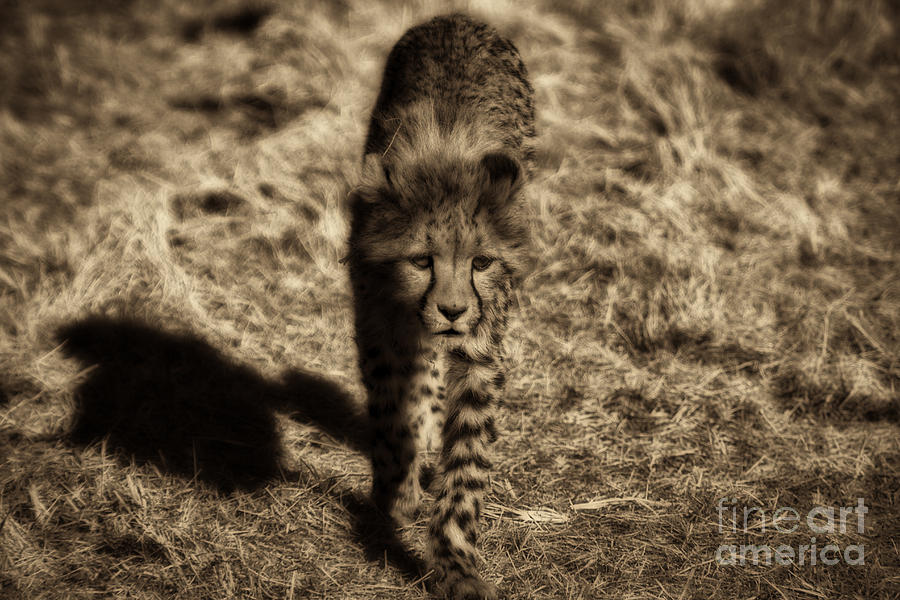 Cheetah Cub Photograph by Douglas Barnard