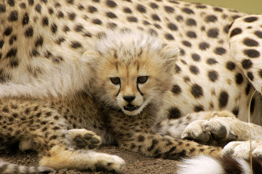 Cheetah Cub Photograph by Dr P. Marazzi/science Photo Library - Pixels