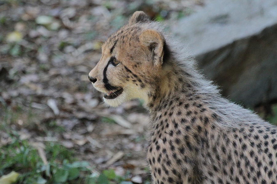 Cat Photograph - Cheetah cub by Dwight Cook