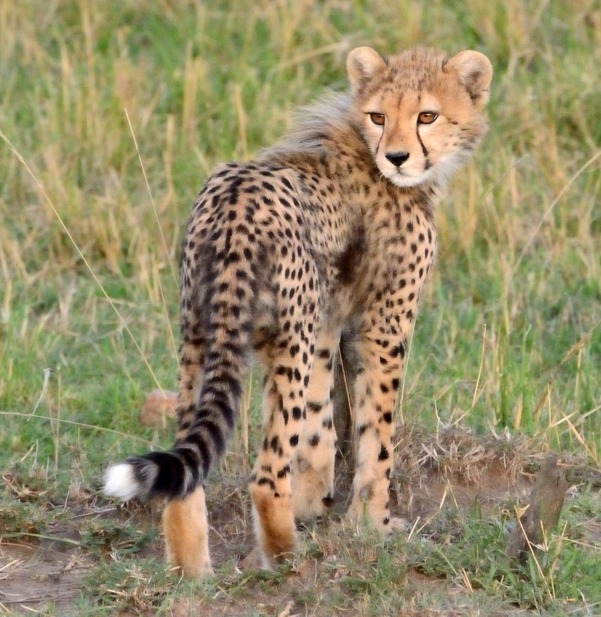 Cheetah Cub Looking Your Way Photograph by Tom Wurl