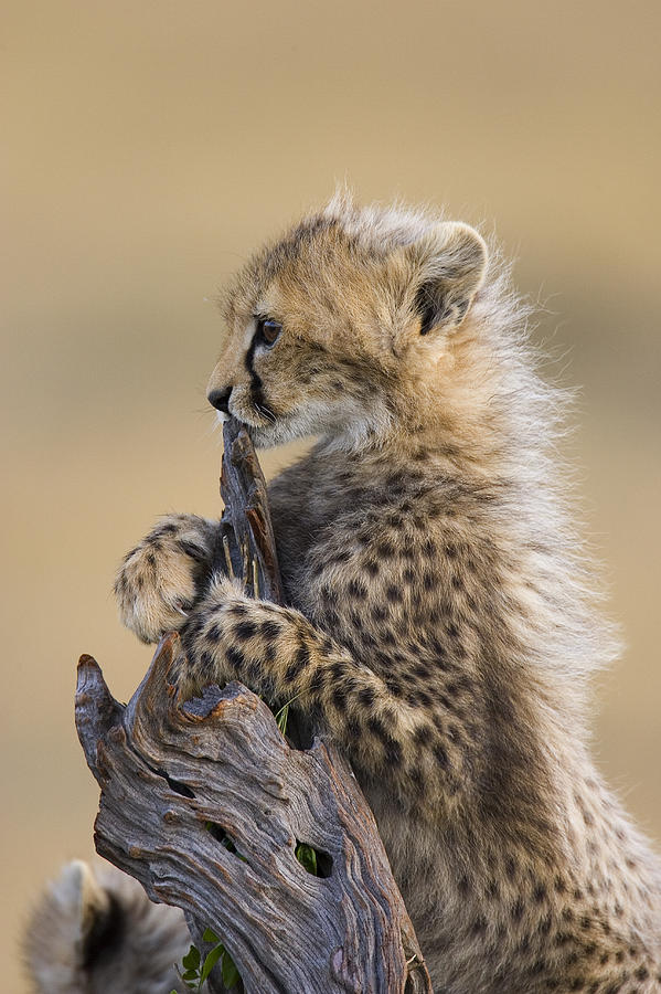 Cheetah Cub Maasai Mara Reserve Photograph by Suzi Eszterhas
