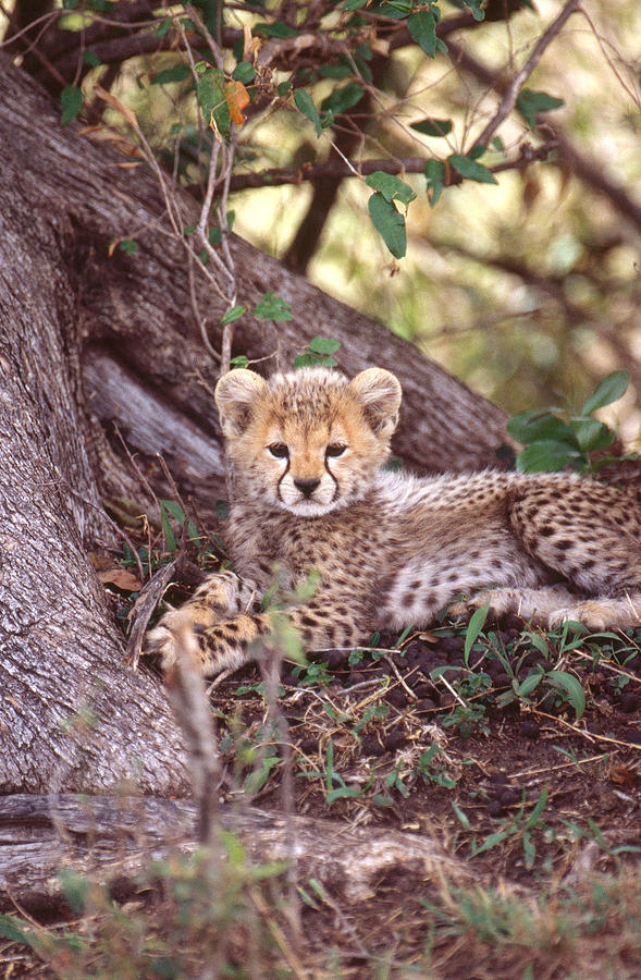 Cheetah Cub Photograph by Mary Beth Angelo