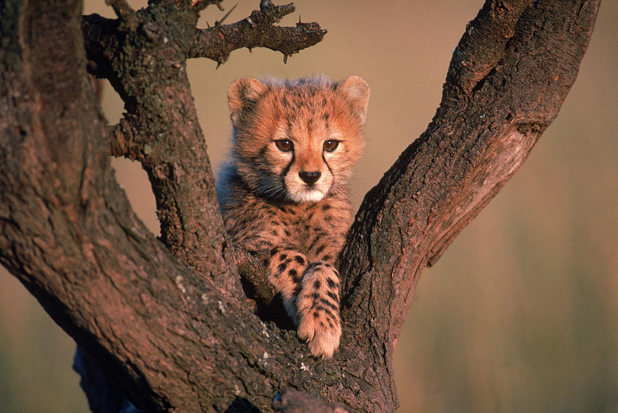 Cheetah Cub Perched In A Tree. Masai Photograph by Robert Caputo