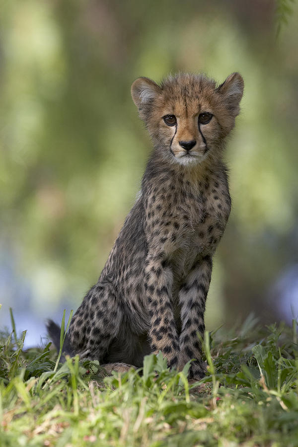 Cheetah Cub Portrait Photograph by San Diego Zoo