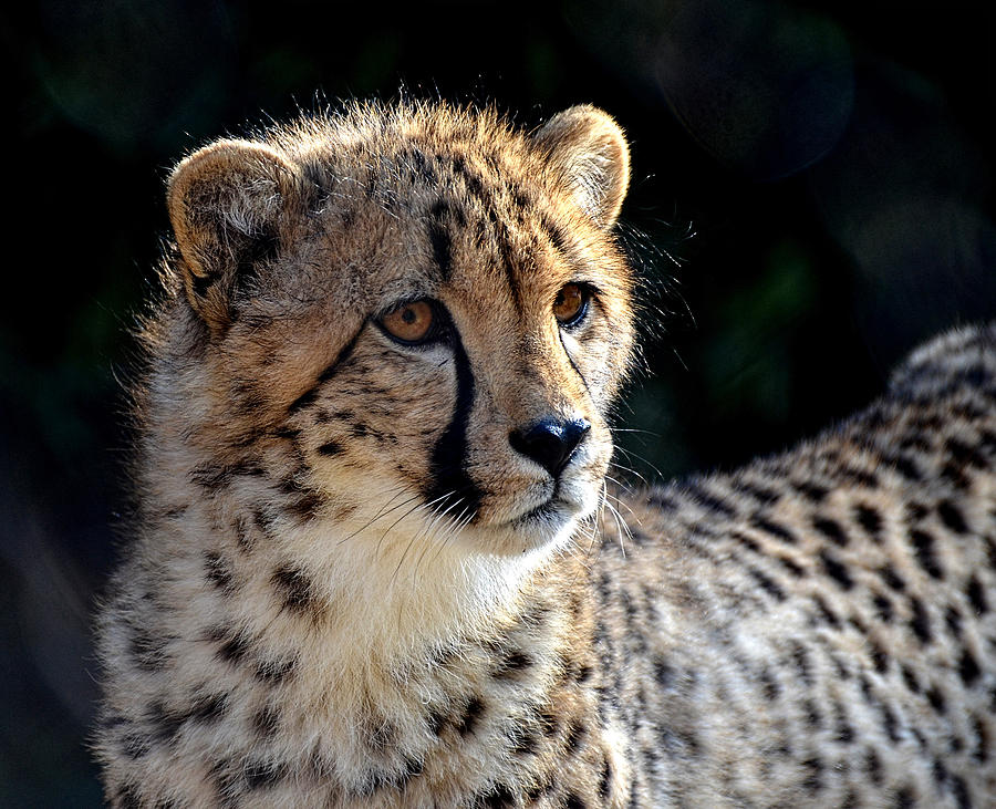 Cheetah cub Photograph by Ronda Ryan