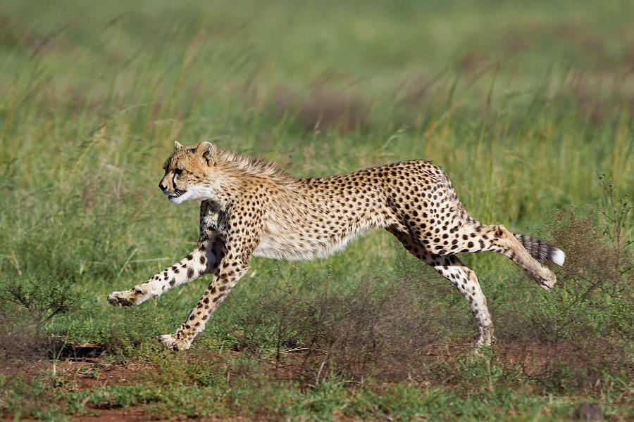 Cheetah Cub Running Photograph by Suzi Eszterhas