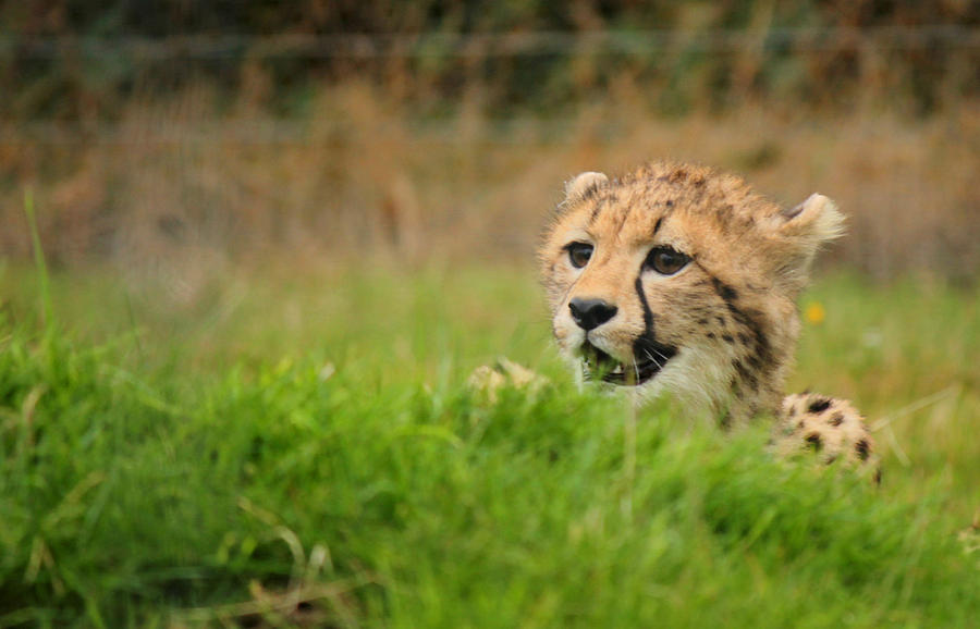 Cheetah Cub by Sarah Broadmeadow-Thomas Cheetah Cub by Sarah Broadmeadow-Thomas