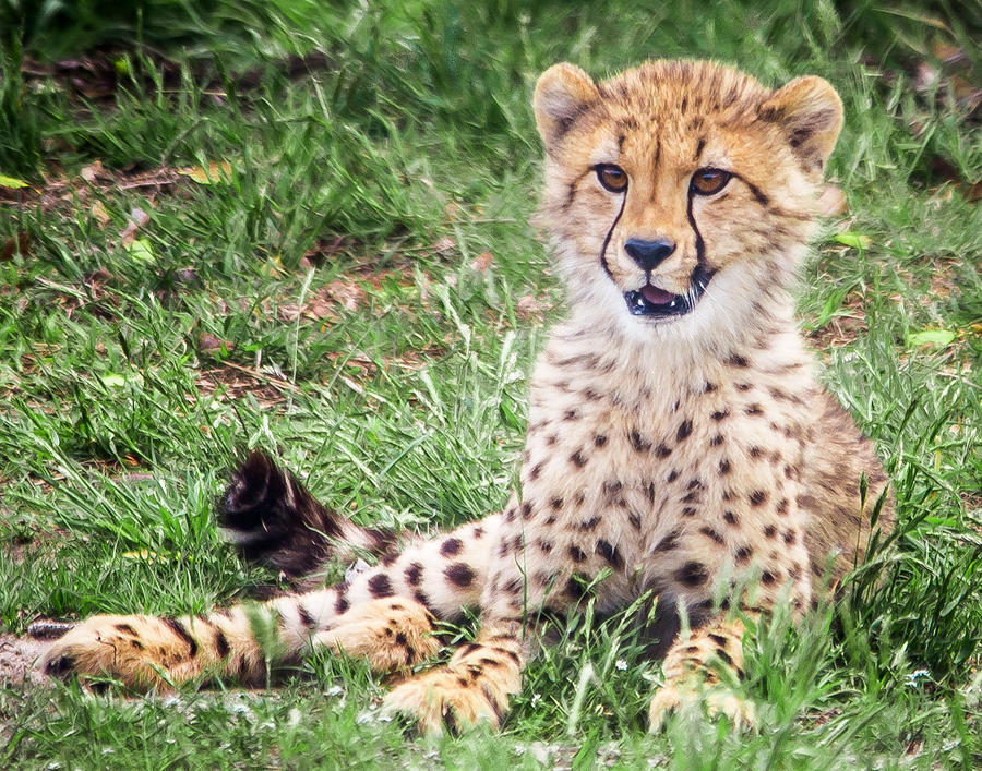 Cheetah Cub Photograph by Stacy Abbott